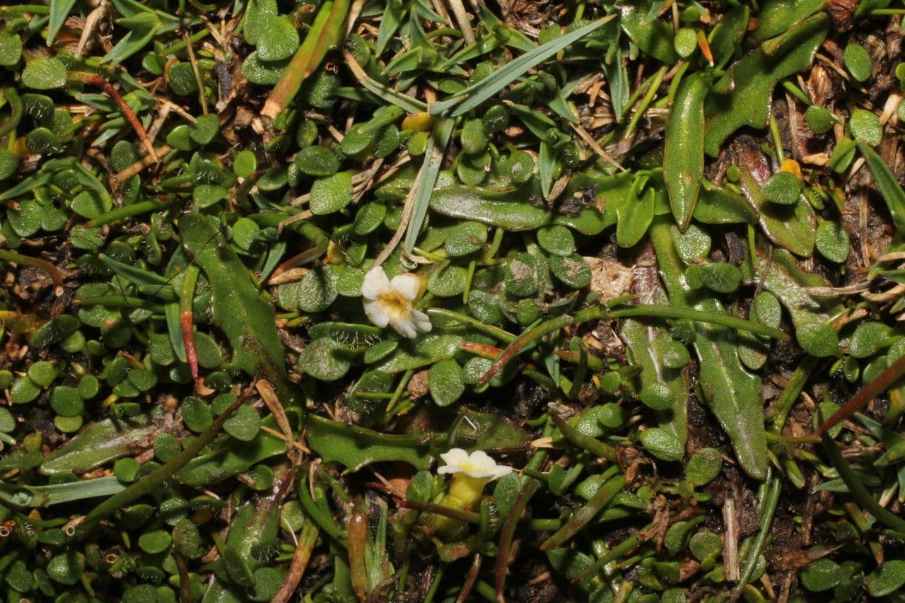 Werneria 8