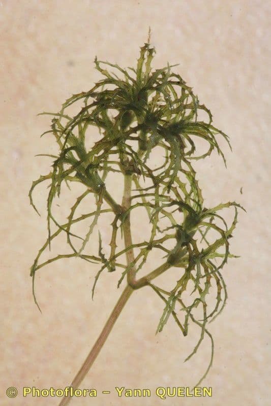 Najade minore 11