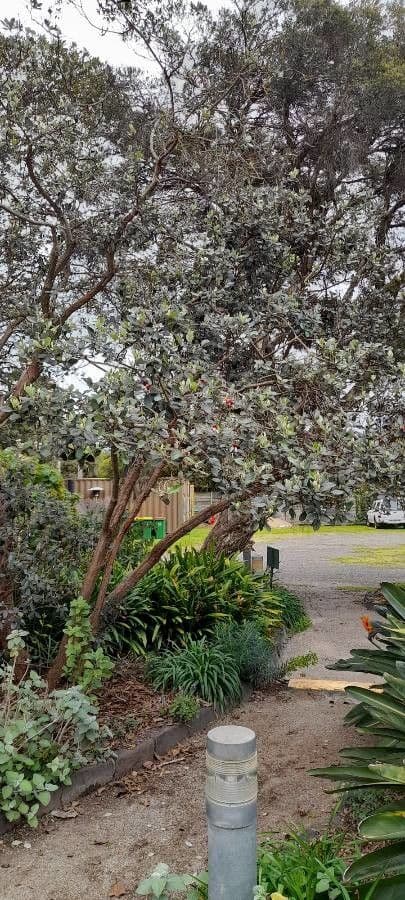 Feijoa 12