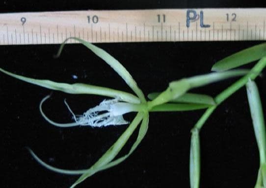 Epidendrum ciliato 22