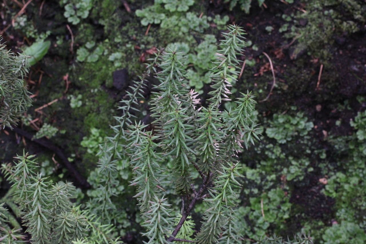 Anden-Pflaumen-Eibe 5