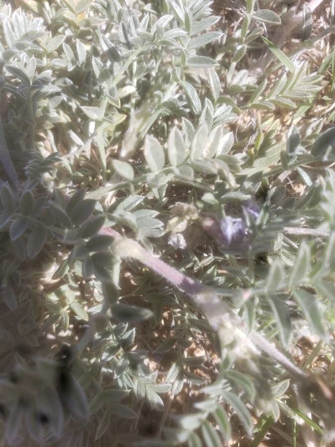 Astragalo maculato 12