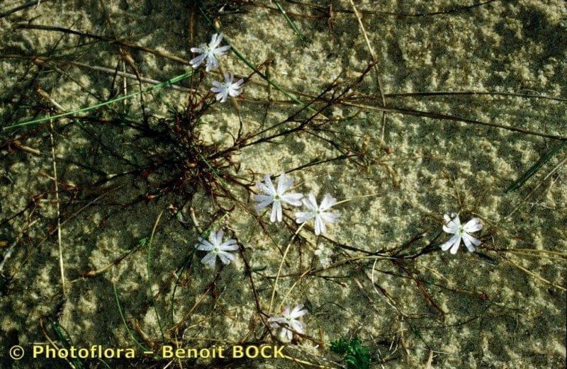 Silene portensis 8