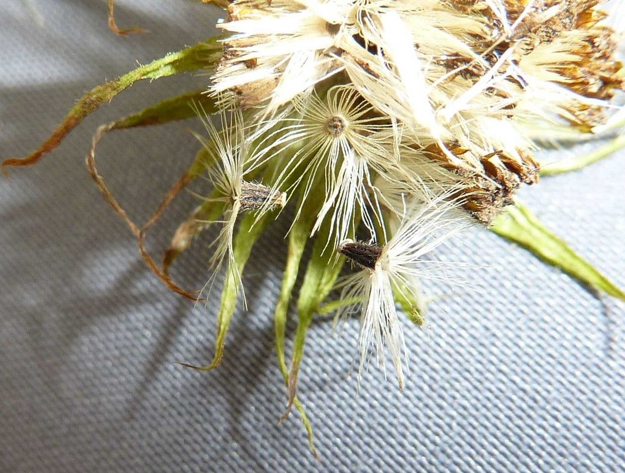 Dorónico 5