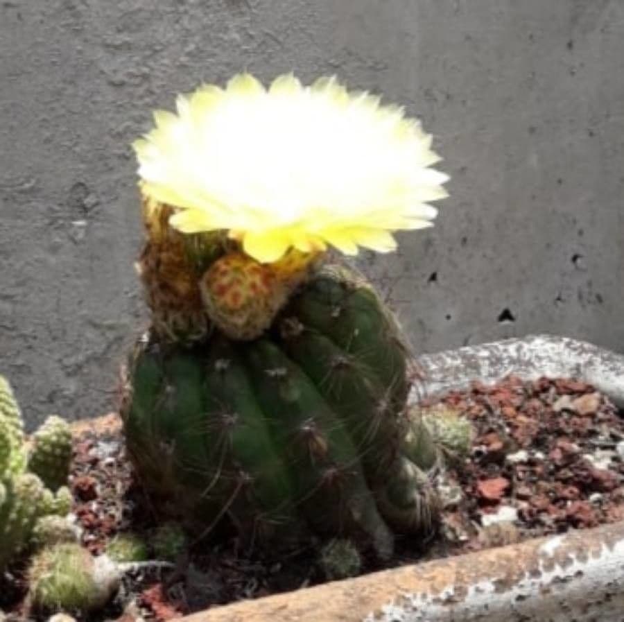 Parodia 8