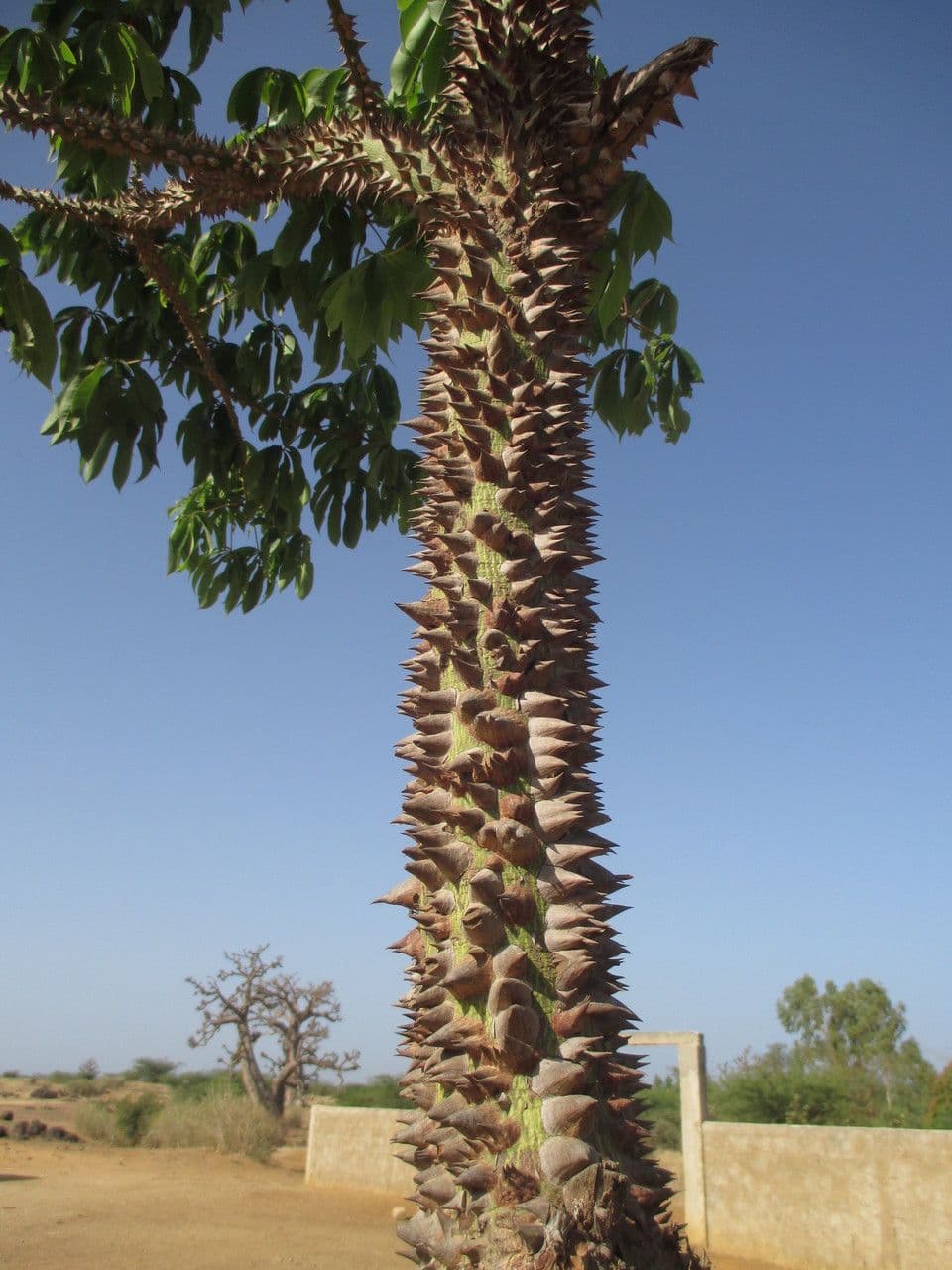 Ceiba 14