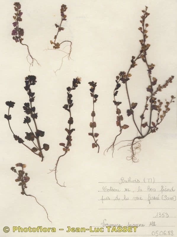 Veronica praecox 12
