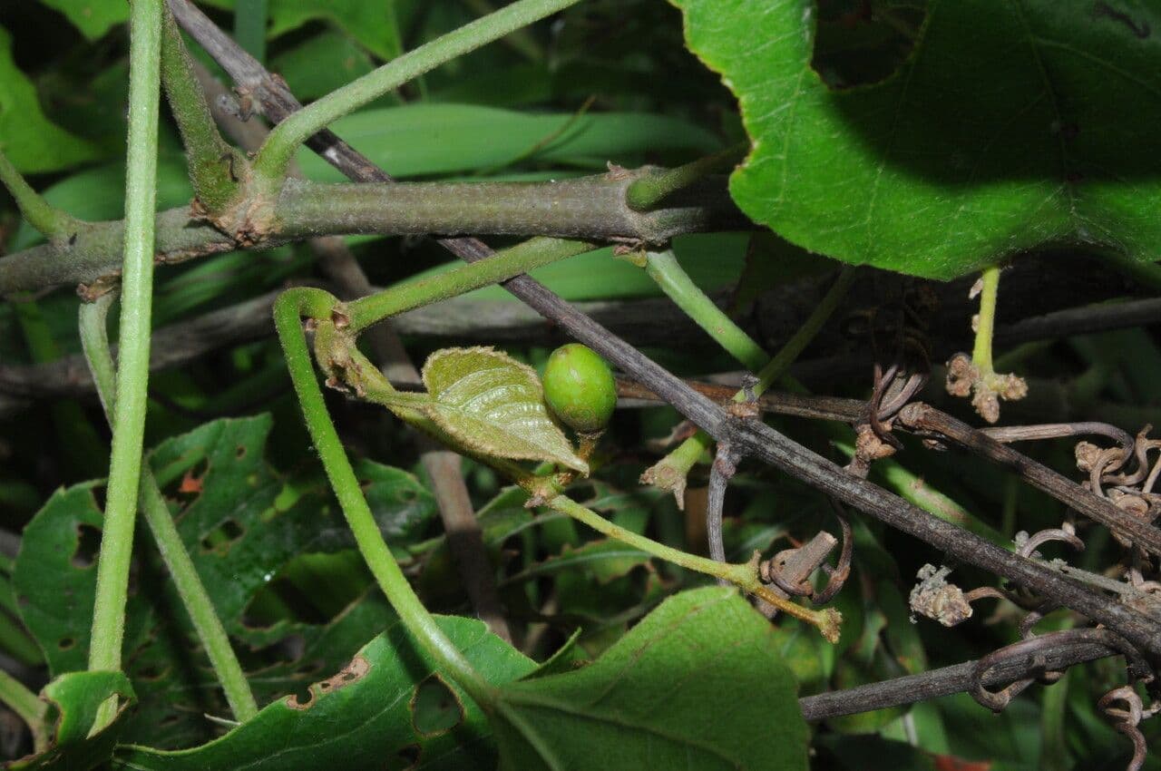 Cissus 5