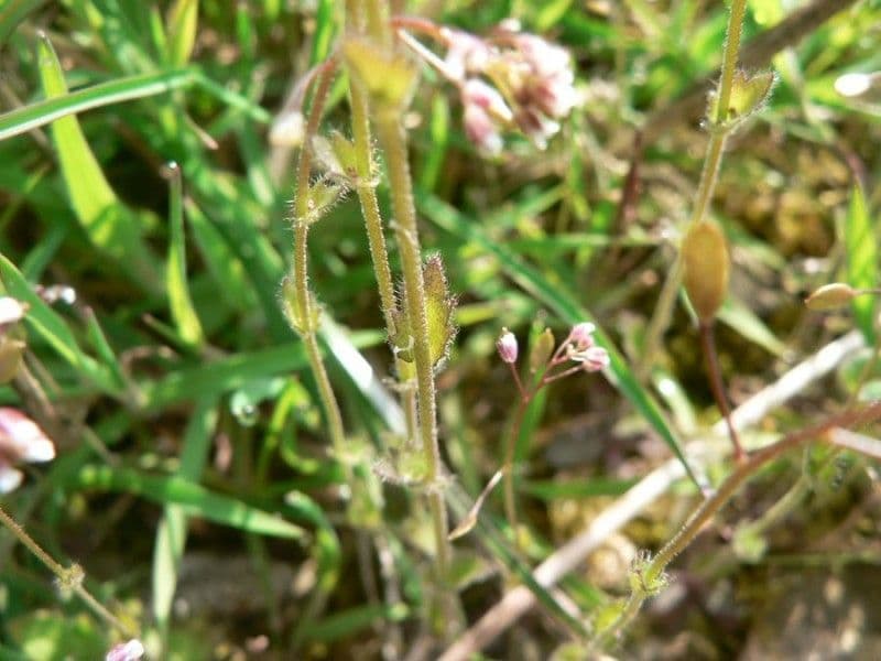 Draba murale 6