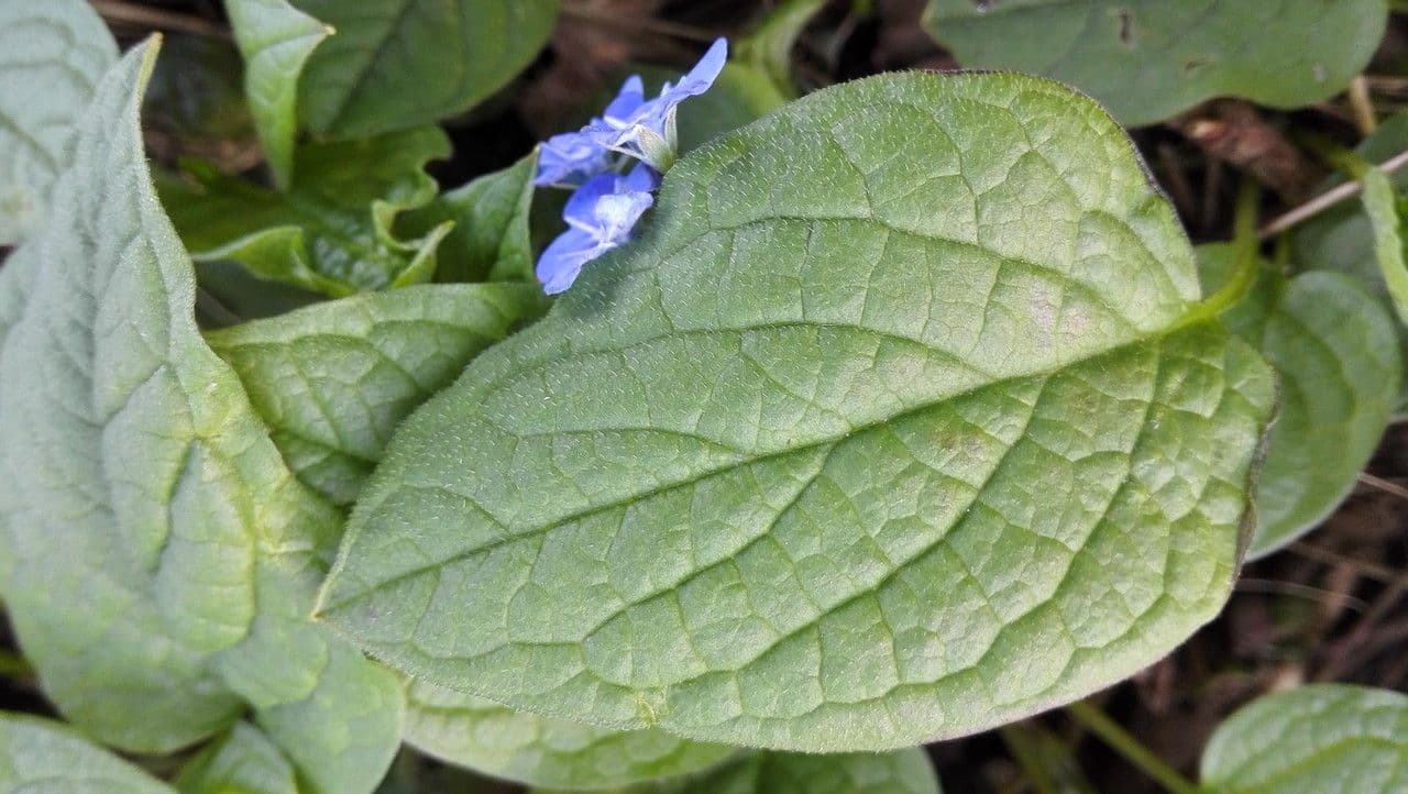 Omphalodes verna 15