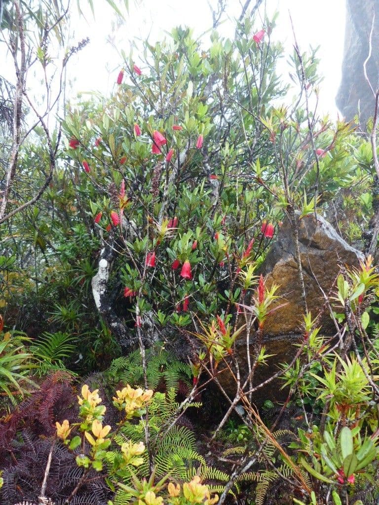 Thiollierea 10