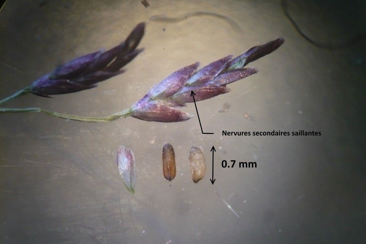 Eragrostis multicaulis 3