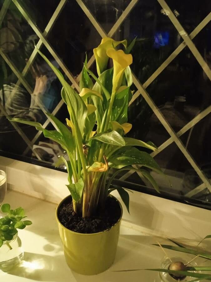 Calla 11