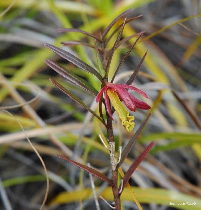 Dendrobium 13