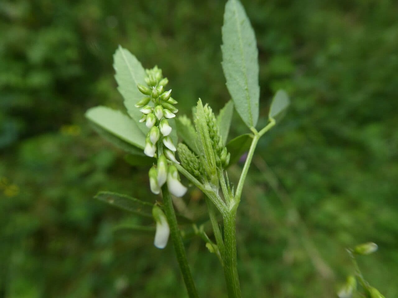 Weißer Steinklee 24