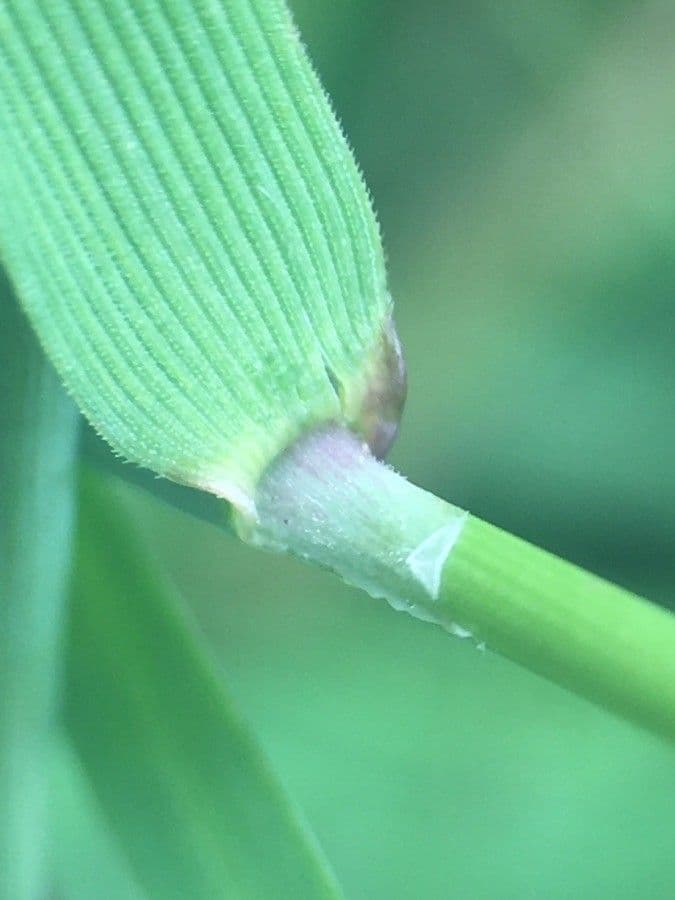 Marsh foxtail 25