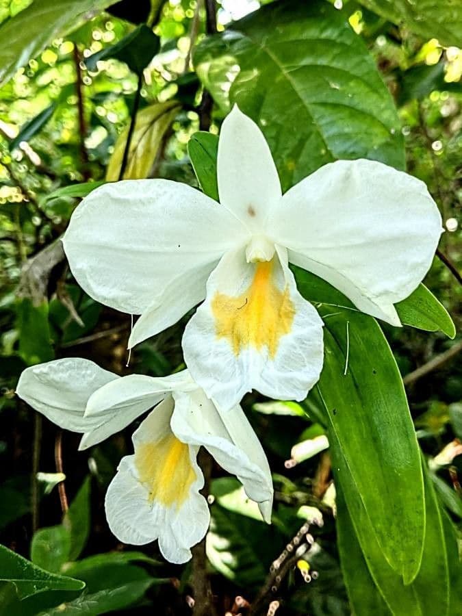 Dendrobium 2