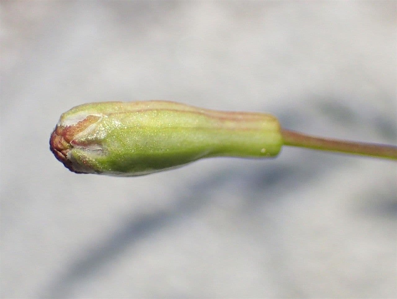 Silene saxifraga 2