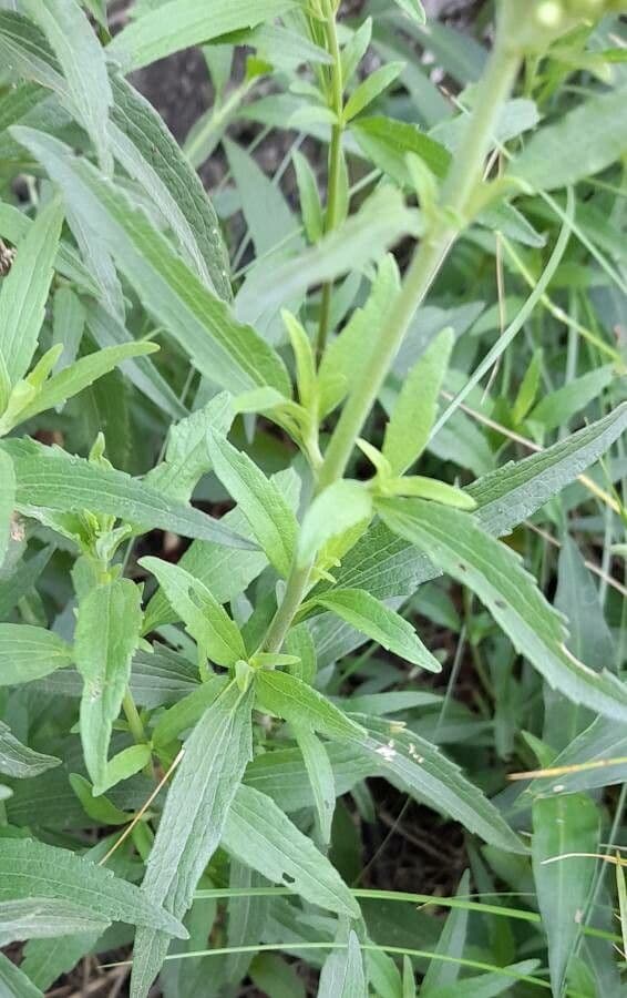 Chromolaena arnottiana 8