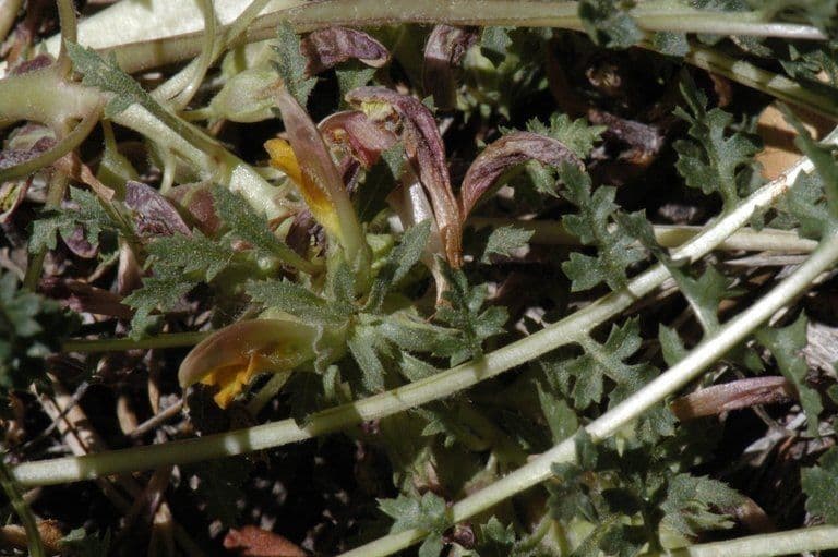 Pedicularis semibarbata 6