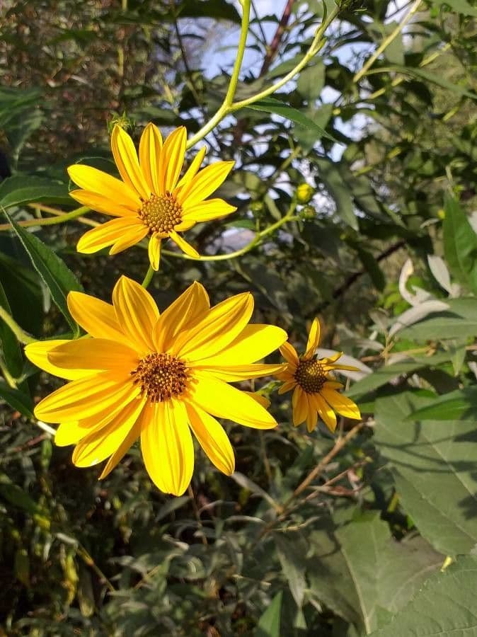 Topinambur 7