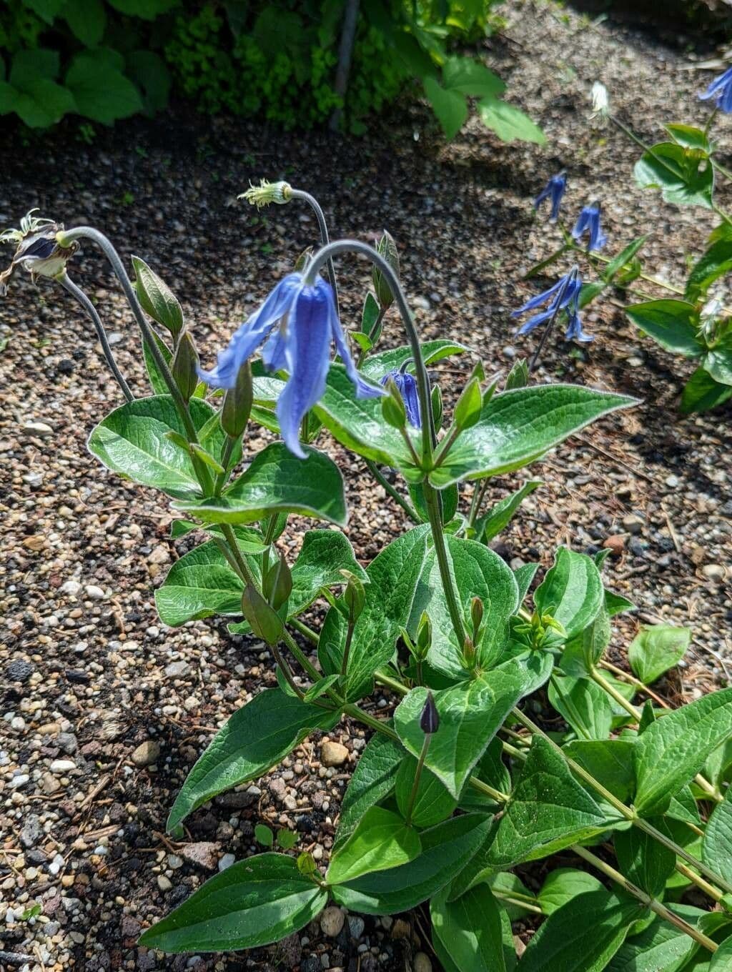 Einfache Clematis 12