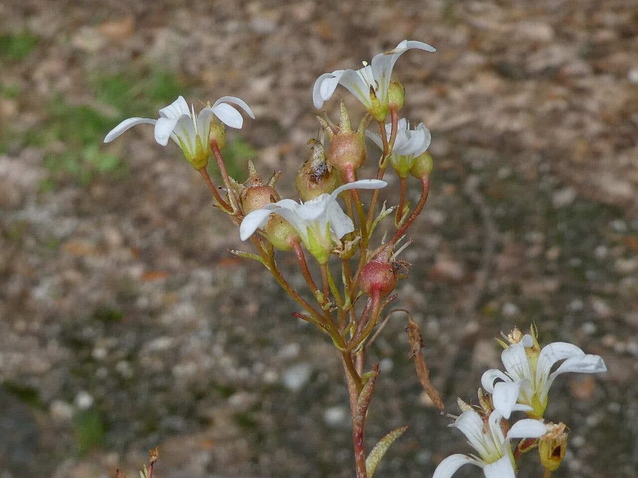 Zerbrechliche Steinbrech 18