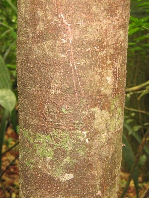 Talisia 9