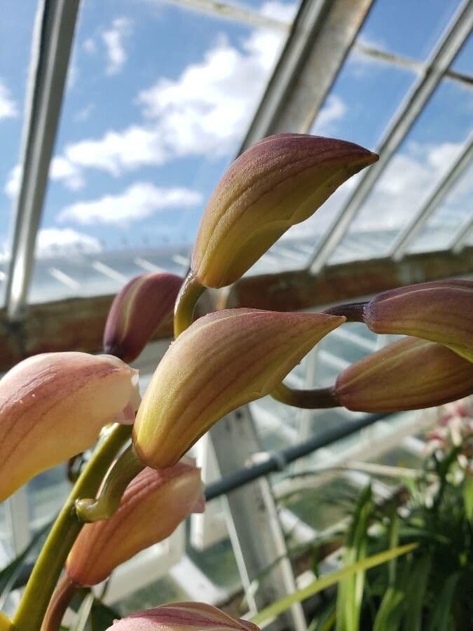 Cymbidium