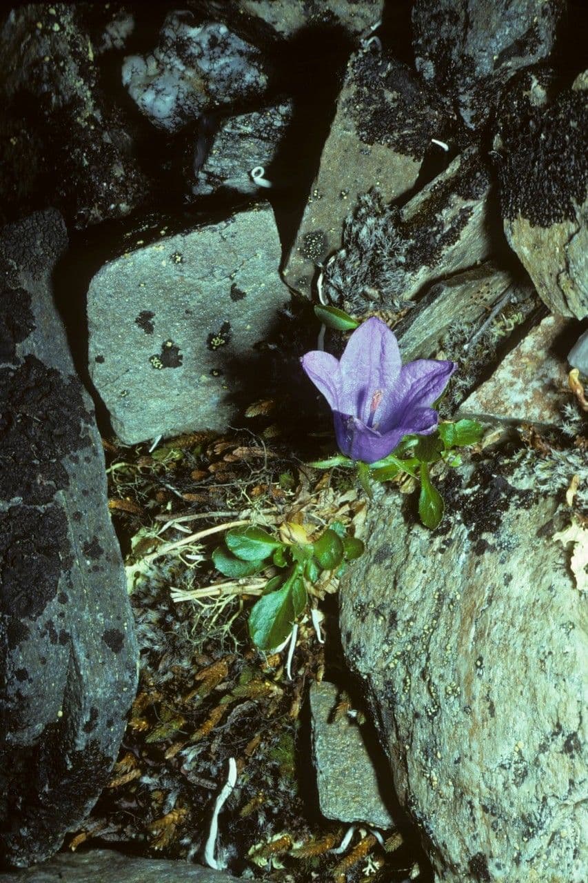 Genzianella pelosa 10
