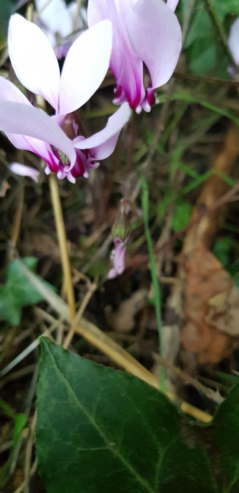 Ciclamino napoletano 30