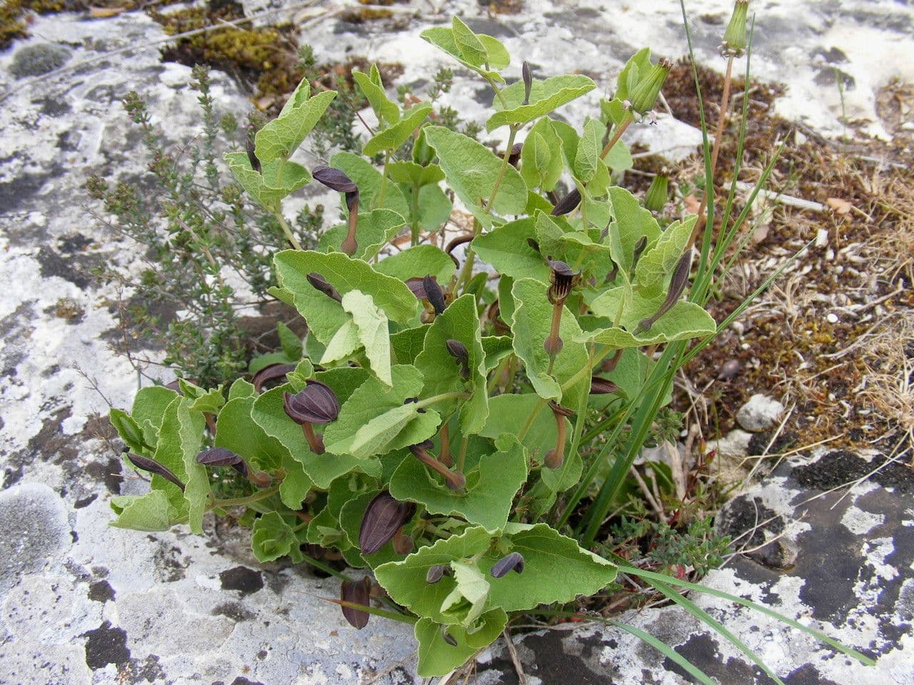 Podražec pistolochie 13