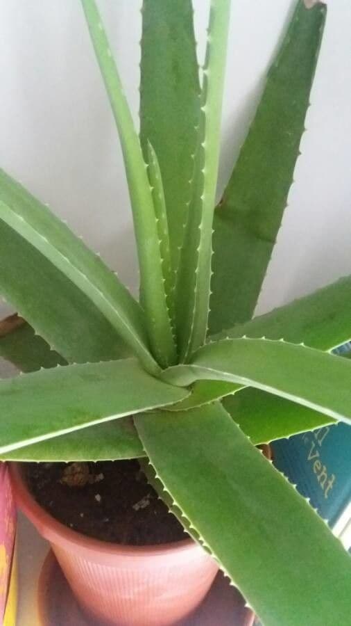 Aloe vera 20
