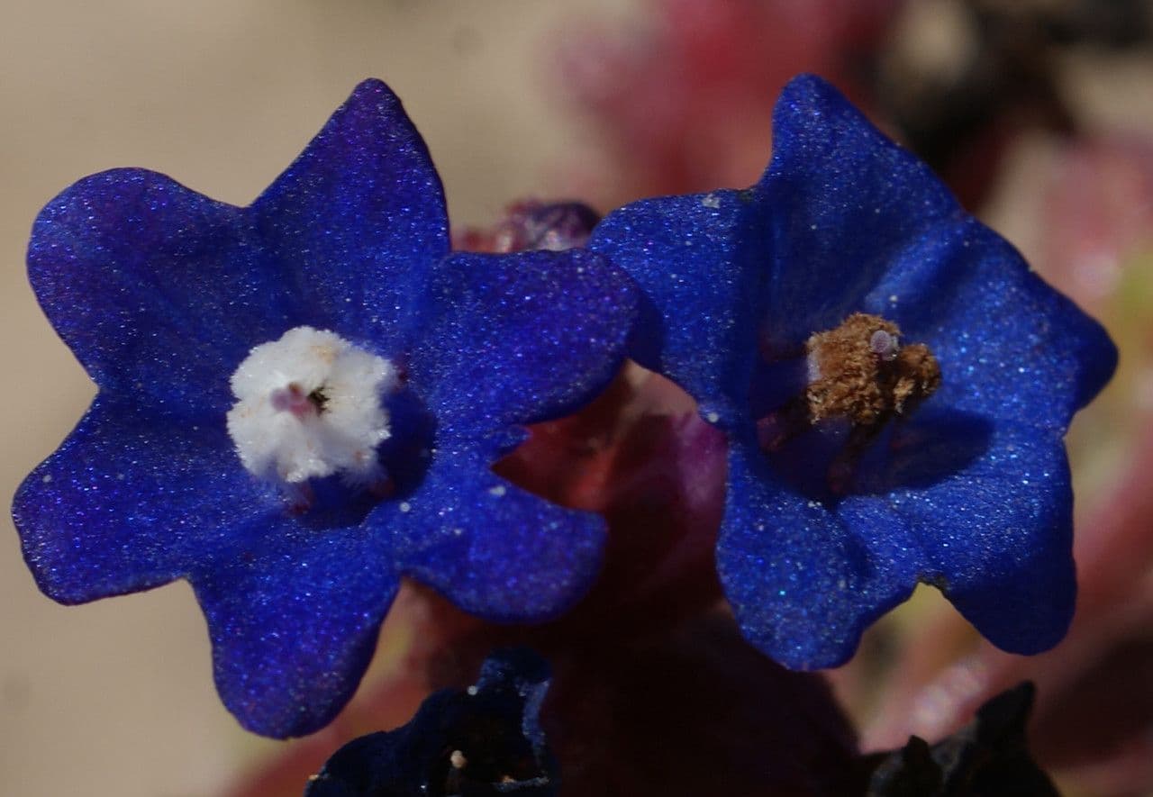 Anchusa 3
