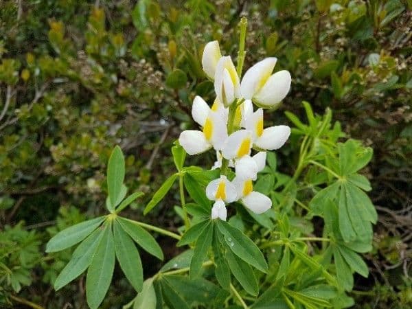 Baum-Lupine 9