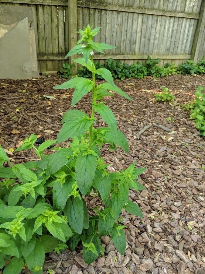 Lobelia 15