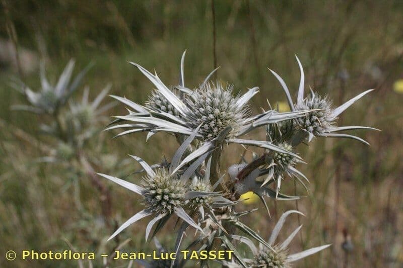 Eryngium glaciale 3