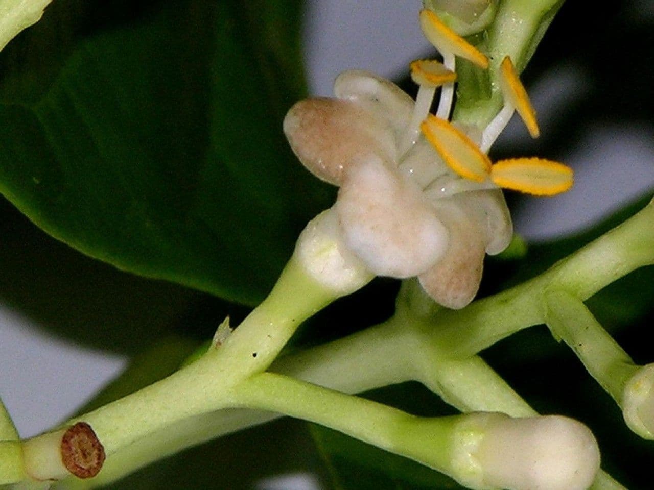 Chione venosa 9