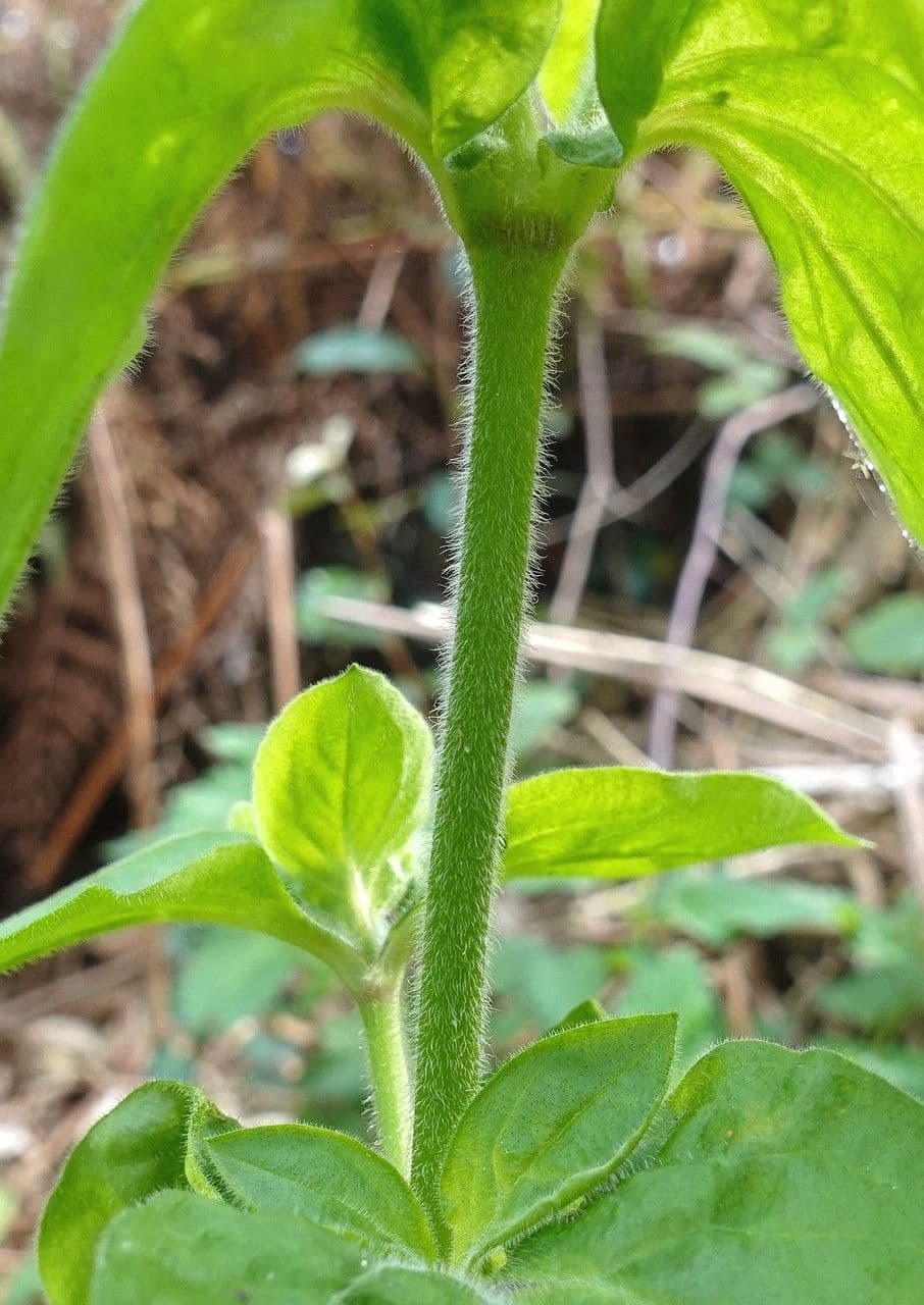 Silene dioica 22