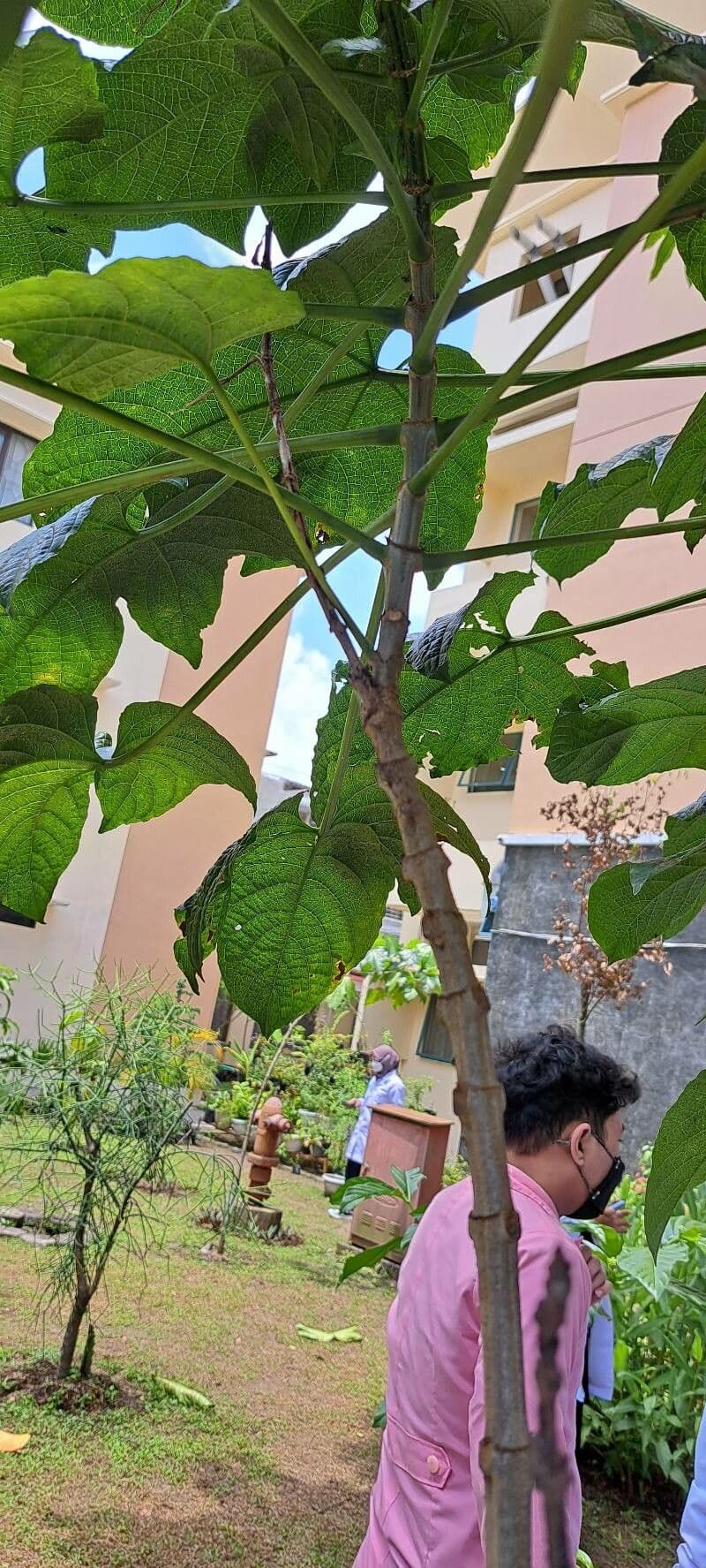 Lantana paniculata 21