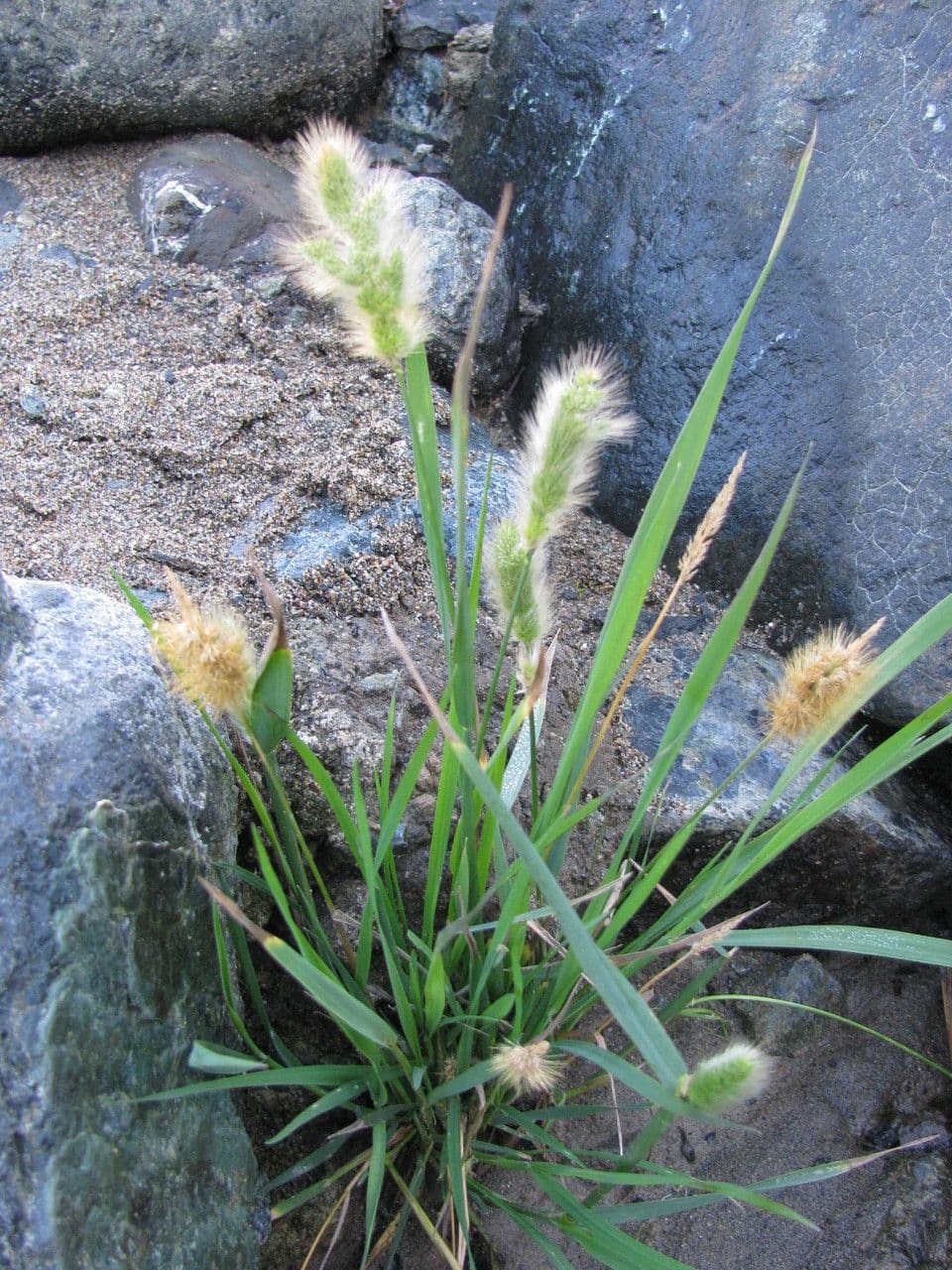 Polypogon 5