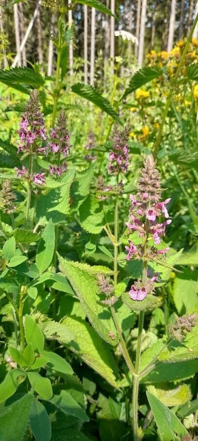 Stachys bullata 10