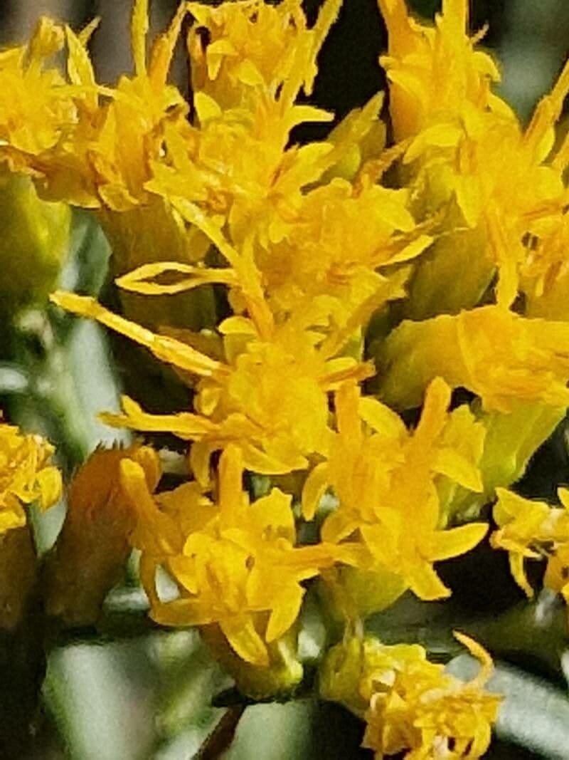 Euthamia 4