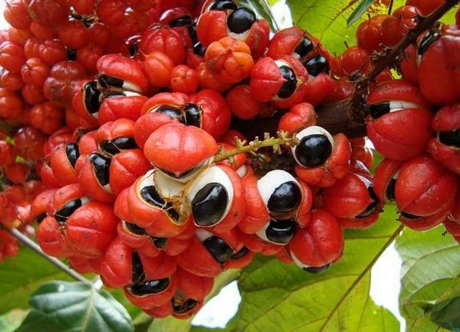 Guaranà 5