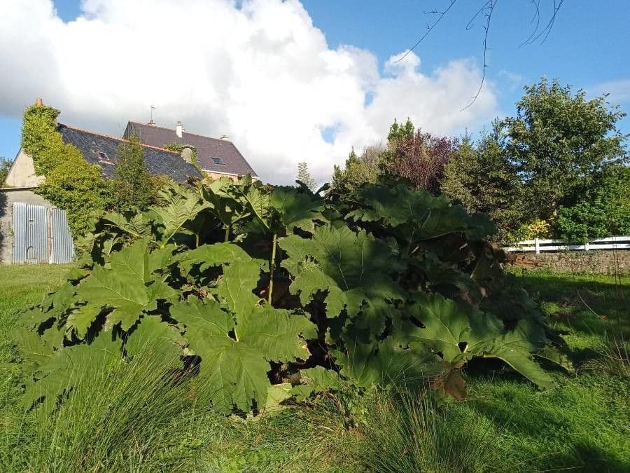 Gunnera tinctoria 18
