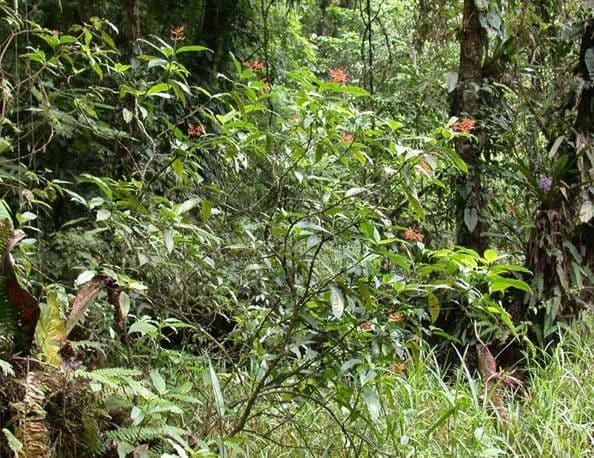 Palicourea crocea 8