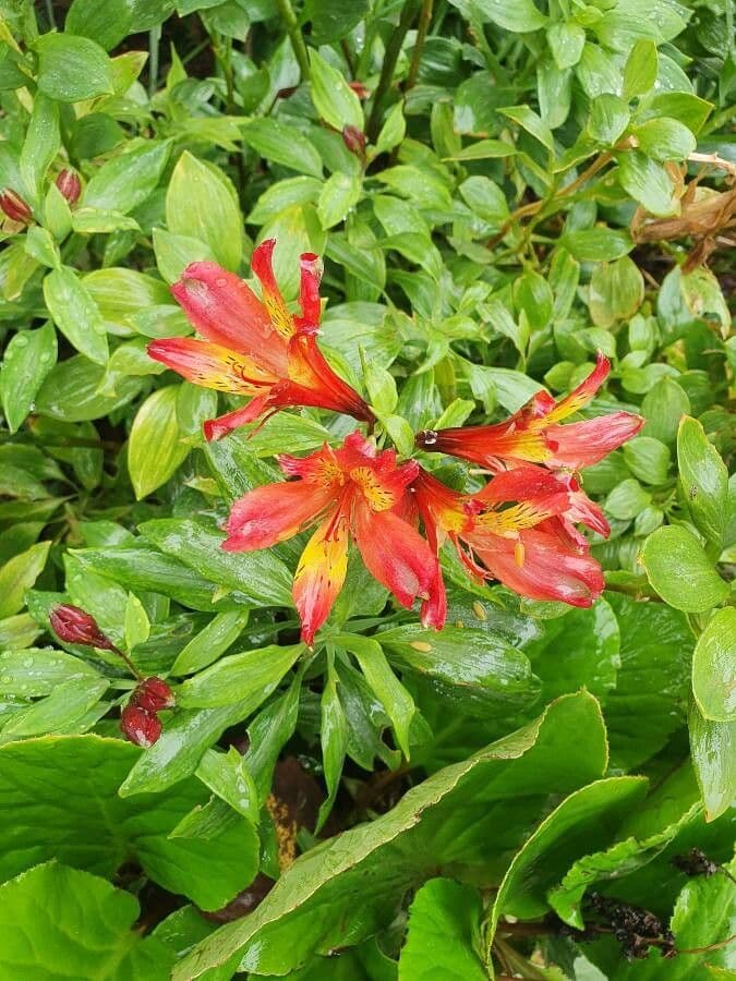 Alstroemeria aurea 6