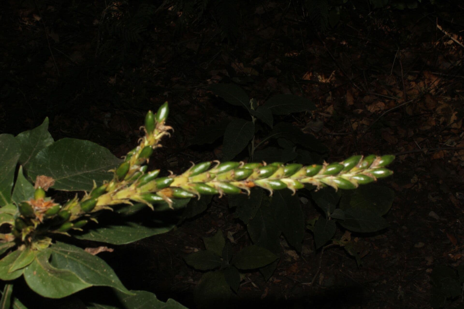 Aphelandra scabra 2