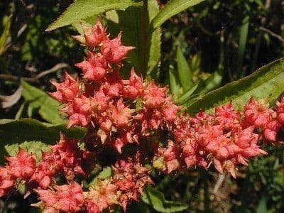 Penthorum sedoides 5