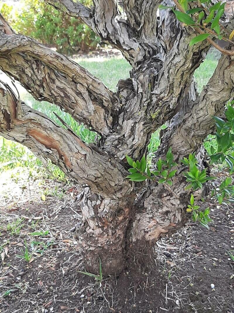 Mirto 21